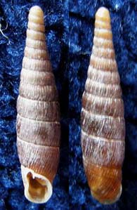 Tabella della Famiglia Clausilidae